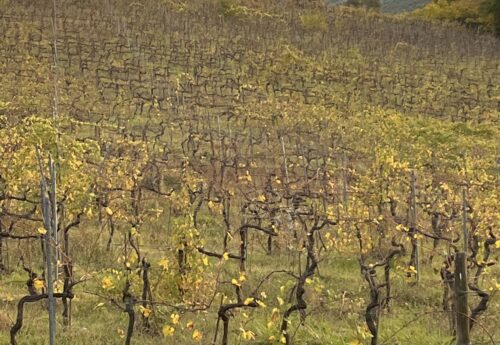 חופשת יוגה · ריקוד · ומיינדפולנס באיטליה – שבועות